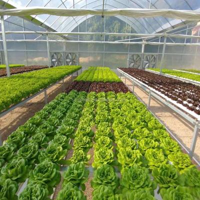 China Economical PE NFT Hydroponic System For Microgreens for sale