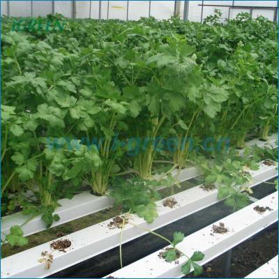 China Flower Planting Commercial NFT Hydroponics System for sale