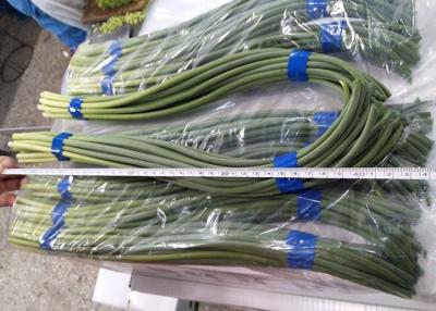 China Knoblauch-Sprösslings-Grün HACCP 45cm chinesisches zu verkaufen