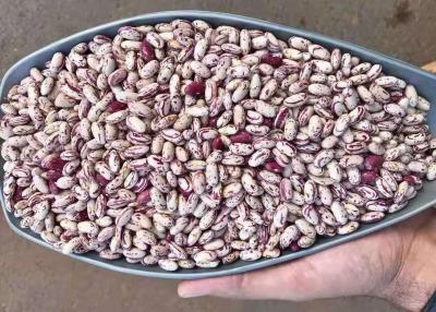 China A luz salpicou o rim secado Bean To Yemen secou Pinto Beans à venda