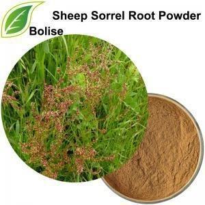 China 4/1 - 20/1 Plant Herbal Extract Sheep Sorrel Root Powder for sale