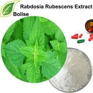 China Productos farmacéuticos de 4/1 de Rabdosia Rubescens atención sanitaria del extracto en venta