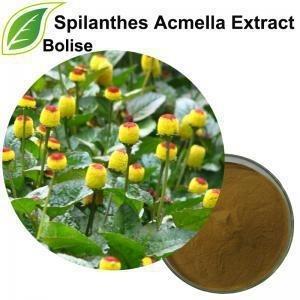 China 10/1 20/1 Spilanthes Acmella Extract For Skin for sale