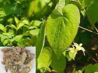 China 489-32-7 Epimedium Extract Icariin 10/1 for sale