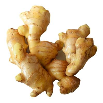 China Fresh Fresh Ginger Root Ginger Market Price In China Premium New Culture for sale