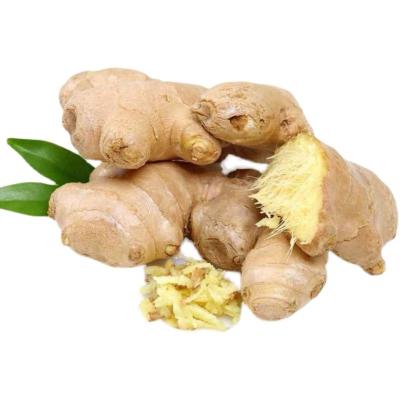 China Fresh and air dried ginger in carton and plastic boxes for sale