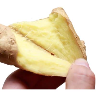 China New Fresh Organic Ginger Culture Fresh Ginger Air Dried Ginger Good Quality for sale