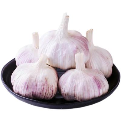 China Wholesale Chinese Green Garlic Garlic Fresh Garlic Supplier for sale