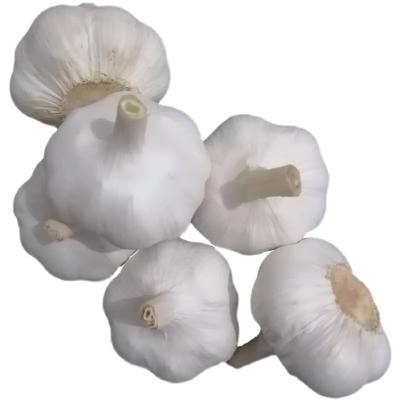 China China Wholesale Fresh Garlic 6.0cm Top Garlic Top Garlic for sale