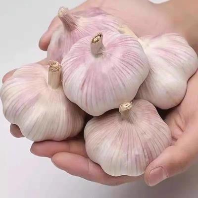 China Fresh Natural Clove White Garlic Chinese Garlic Garlic for sale