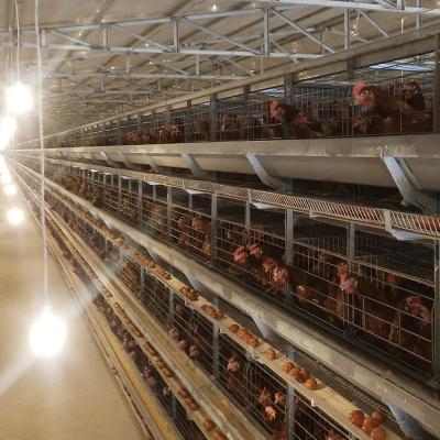 China Commercial Chicken Poultry Farm Feeding Layers Used Layer Battery Chicken Cage For Sale for sale