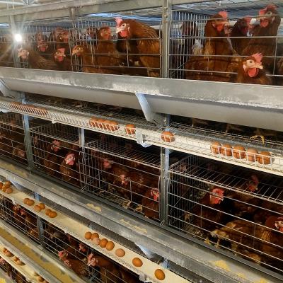 China Poultry Agriculture Equipment H Type Automatic Layer Cage System Animal Husbandry Equipment Poultry Farming Equipment For 10000 Layers for sale