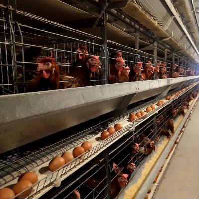 China H Type Automatic Layer Cage System Animal Husbandry Equipment Poultry Cage Poultry Agriculture Equipment for sale