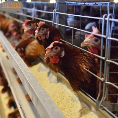 China Automatic Battery Chicken Cage System Indonesia Poultry Farming Poultry Farming Equipment Saudi Arabia H Type Equipment for sale