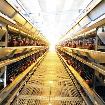 China Long Lifespan Full Automatic Chicken Farms Poultry Chicken Layer Australia Philippines England UK Britain Cages For Layer Chickens for sale