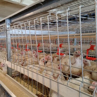 China Automatic full automatic broiler cage poultry broiler meat production equipment for farming chicken for sale