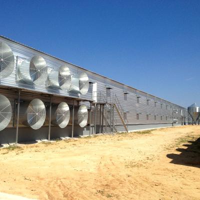 China Small Commercial Chicken Feeding Price Commercial Poultry Chicken Farm House Chicken House Pier for 1000 Chickens in Nigeria Egypt Ecuador Philippines for sale