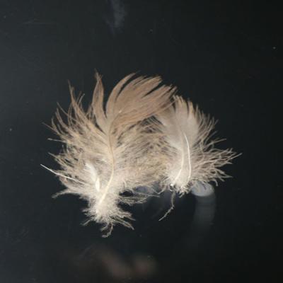 China Good Price Eco - Friendly Factory Wholesale Gray Goose Feather 4-6cm For Furniture for sale