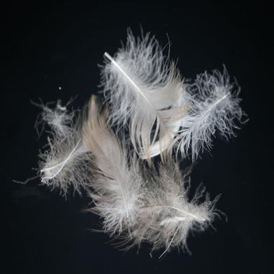 China Eco - Friendly High Quality And Cheap Gray Goose / Duck Feather Price From China for sale