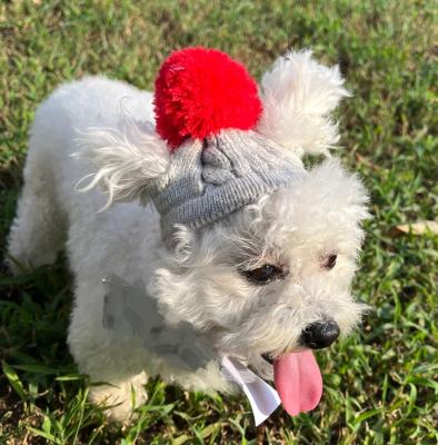 China Mini Gray Knitted Pet Toy With Reasonable Price Xmas Hat Ball Christmas Red Pet Viable Costume Accessories for sale