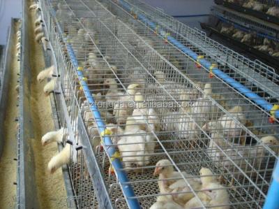 China Premium Chicken Layers Chicken Cage For Layers And Broilers for sale