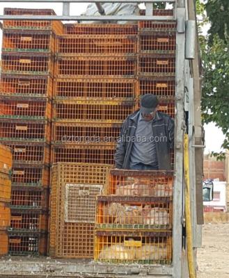 China Solid Design Poultry Transport Cage For Transporting Small Animal Plastic Poultry Crate Wholesale for sale