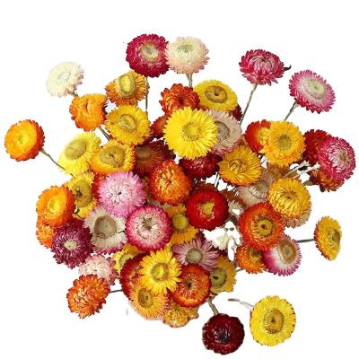 China Wholesale Wedding Decorations Artistic Dried Flowers Natural Colorful Dry Daisy Flower for Home Decoration for sale