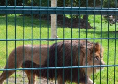 Cina Non arrugginire ha saldato la maglia 10m-30m di Mesh Zoo Animal Enclosure Wire del filo di acciaio in vendita