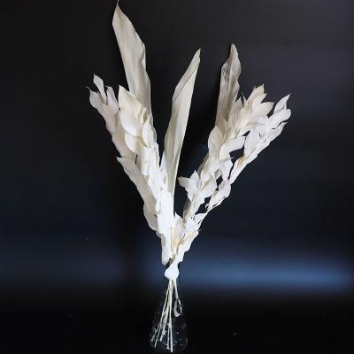 China S02360 Wholesale Indoor Outdoor Decoration Preserved Flower DIY Preserved Flowers Dry White Leaves With Branch White Magnolia Leaves For Decoration for sale