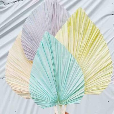 China Wholesale High Quality Natural Fan Palm Leaf Home Wedding Party L06541 Multishaped Decorative Dry Palm Leaves for sale