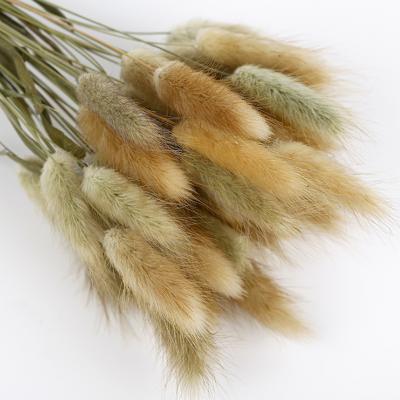 China D050817 50PCS Lagurus Ovatus Lasting Rabbit Tail Dried Flowers Real Flower Everlasting Dried Grass Bouquets For Home Decor for sale