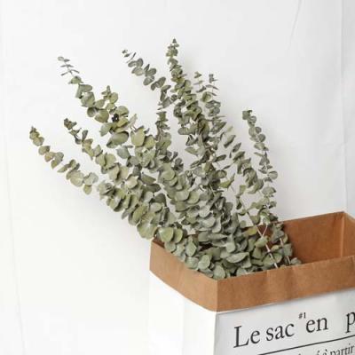 China Wholesale Dried Flowers E07363 Home Flower Arrangement Leaves Plant Natural Dried Eucalyptus Flowers Preserved Eucalyptus Dried Flower for sale