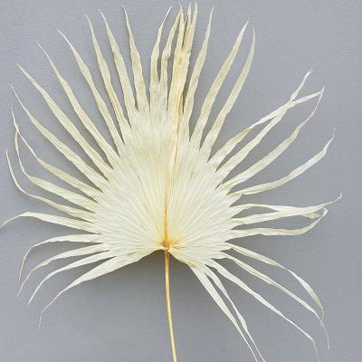 China E07228 Wholesale Real Natural Flower Bohemia Ins Style Dry Natural Pressed Palm Leaves Dried Preserved Palm Leaves For Art Decor for sale