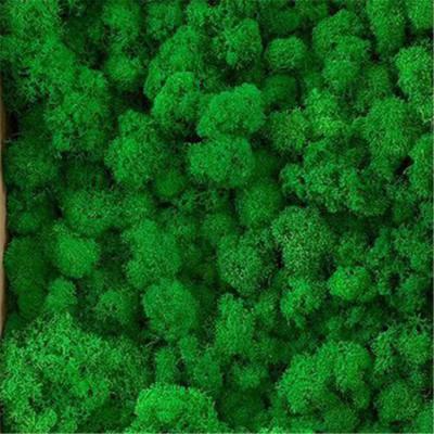 China H05107 Interior Decoration Natural Reindeer Moss Wall Panel Decorate Lichens Preserved Colorful Moss Panel for sale