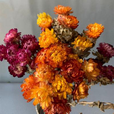 China 10piece Natural Dry Preserved Chrysanthemum Wedding Party Decoration Flower Wholesale L06391 Real for sale