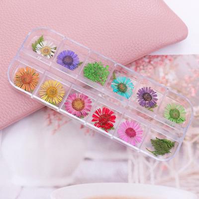 China China Modern Wholesale High Quality Dried Flowers For Nails Dried Flower Nails for sale