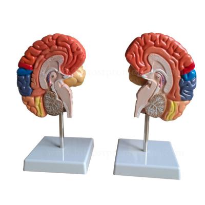 China Schools Colorized Brain Anatomical Model Handmade Human Organs for sale