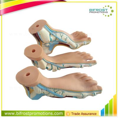 China Medical School Biological Pedagogical Aids Education Silicone Foot Model for sale