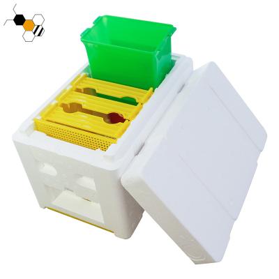 China Beekeeping Mini Mating Polystyrene Bee Hive 3 Frames Nuc Box Mating Hive for sale