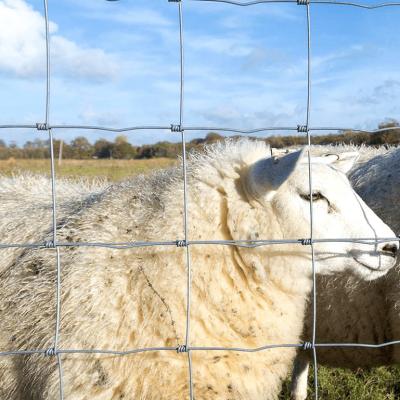 China China Anping galvanized rust-proof wire mesh breeding fence mesh cattle and sheep fence Galvanized Sheep Farm Fence for sale