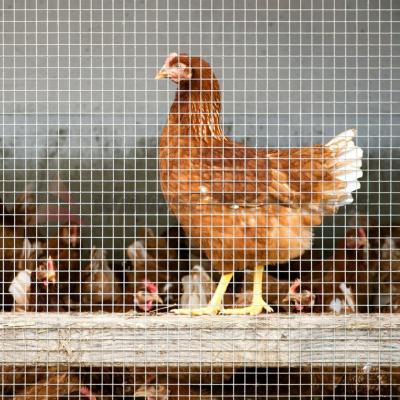 China Nuevo tipo de venta de cercas de protección de enlace coches de cría de pollos de red doméstica casita de pollos malla de alambre soldado en venta