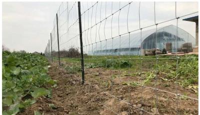 China Cattle Fence for Sports & Farming: Electro Galvanized Veldspan Gate Field Fence for sale