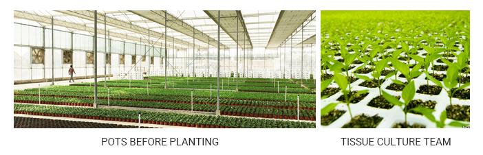 Verified China supplier - Plant Fun ( Xiamen) Co., Ltd.