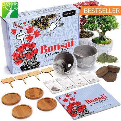 China Wholesale Hot Sale Indoor Starter Kit With Garden Tools Europe Diy Bonsai Tree Gardening for sale