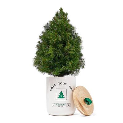 China Europe Giant Sequoia Christmas Tree Seed Grow Kit for sale