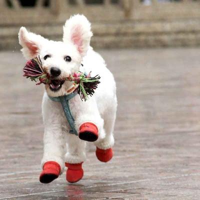 China 2020 viable high quality dog ​​boots for indoor winter and non-slip dog shoes low price for you for sale