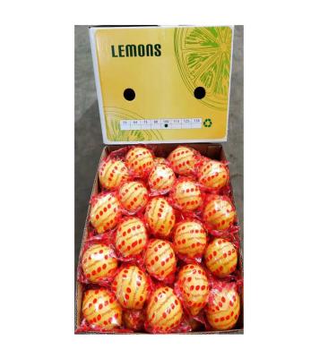 China Hot Selling Fresh Healthy Nutritious Fresh Eureka Citrus China Fresh Healthy Nutritious Yellow Lemons Eureka Fresh Lemon for sale