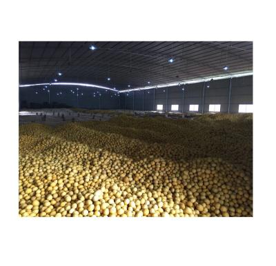 China Hot Selling Healthy Nutritious Fresh Yellow Lemon Fresh Eureka Citrus Healthy Nutritious Fresh Citrus Fruit for sale