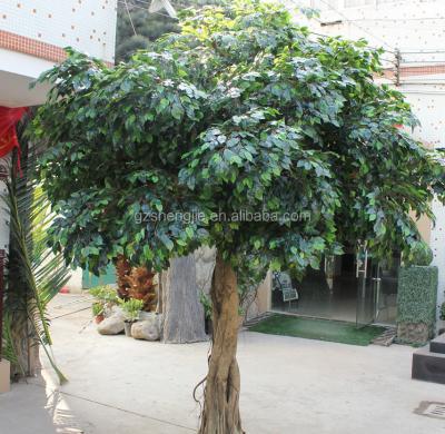 China For hotel Y6 real wood trunk artificial banyan tree, decorative ficus tree, large natural banyan tree for sale