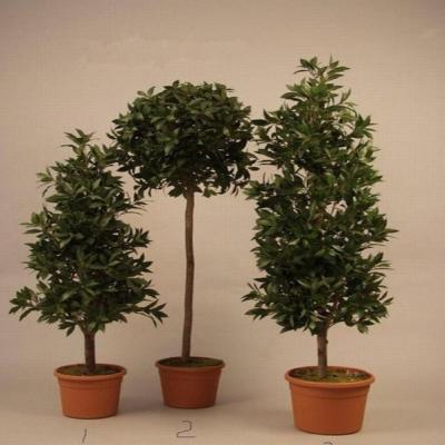 China Wedding Different Types Of Plants And Artificial Ornamental Artificial Trees Olive Trees Plant for sale